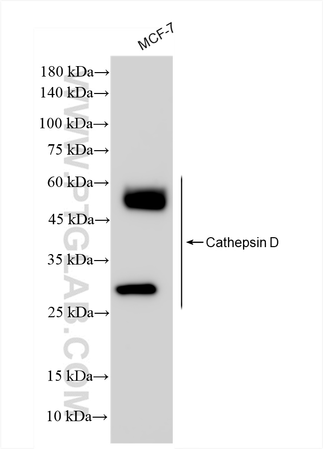 Cathepsin D