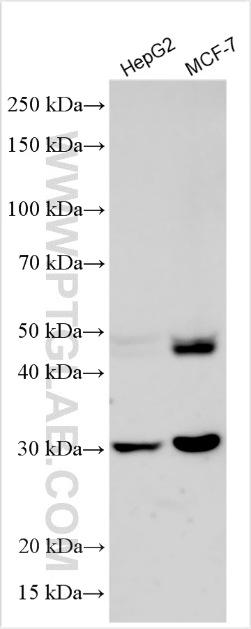 Western Blot (WB) analysis of various lysates using Cathepsin D Recombinant antibody (83743-5-RR)