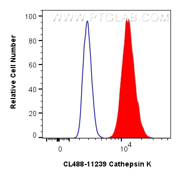 Flow cytometry (FC) experiment of U2OS cells using CoraLite® Plus 488-conjugated Cathepsin K Polyclon (CL488-11239)