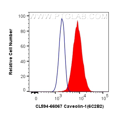 Flow cytometry (FC) experiment of HeLa cells using CoraLite®594-conjugated Caveolin-1 Monoclonal anti (CL594-66067)