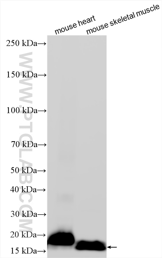 Western Blot (WB) analysis of various lysates using Caveolin-3 Polyclonal antibody (28358-1-AP)