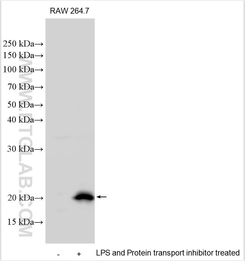 Western Blot (WB) analysis of various lysates using Ccl2 Polyclonal antibody (31520-1-AP)