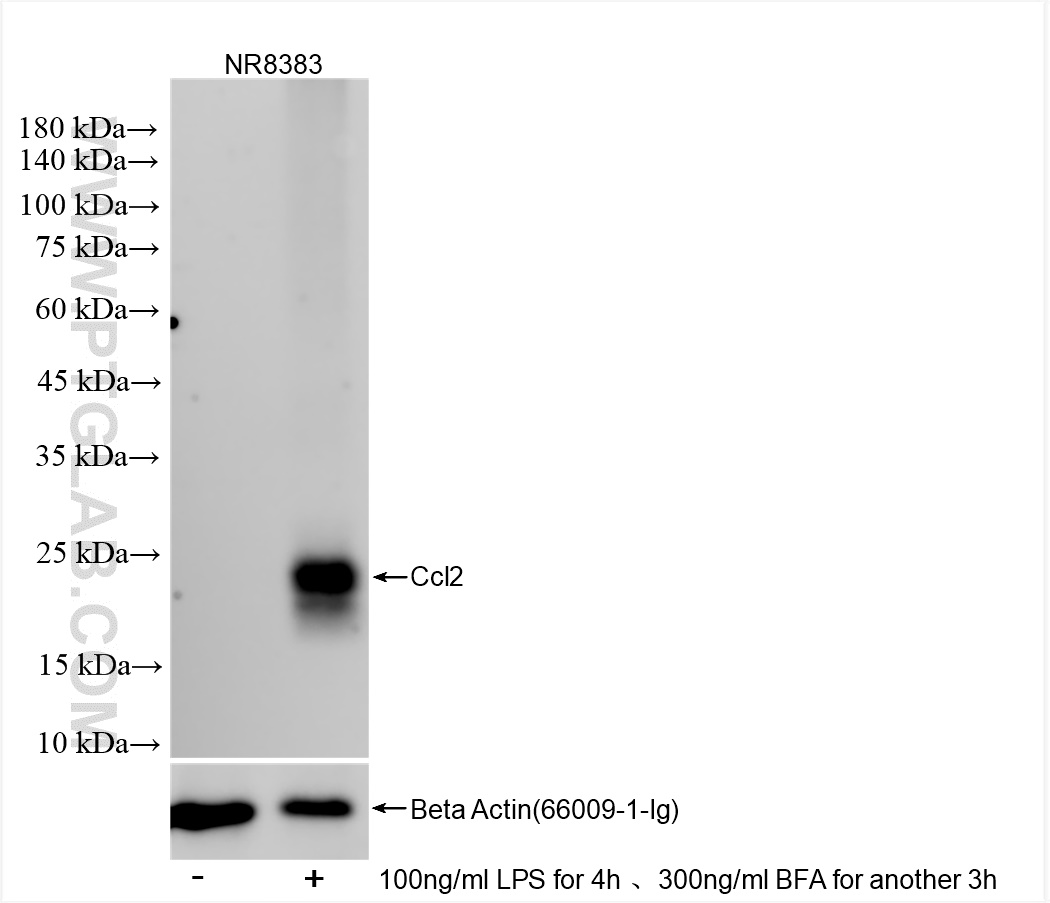 Western Blot (WB) analysis of NR8383 cells using MCP-1 Recombinant antibody (83370-2-RR)