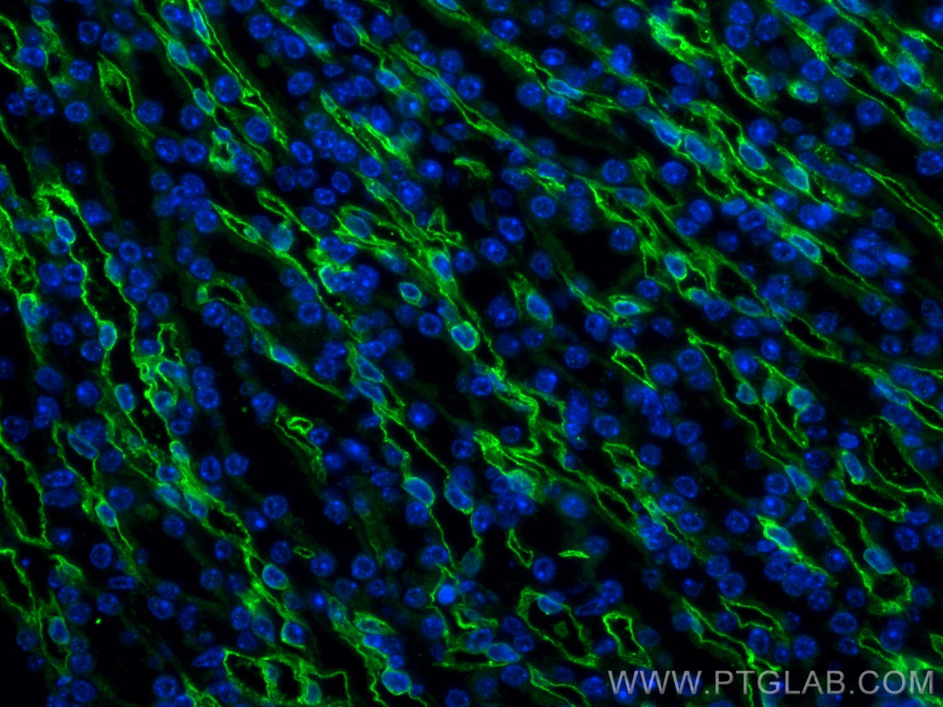 Immunofluorescence (IF) / fluorescent staining of mouse kidney tissue using CD31 Polyclonal antibody (28083-1-AP)