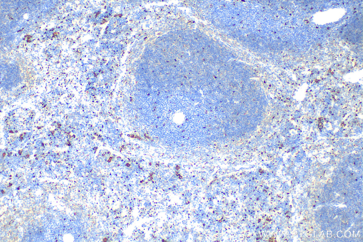 Immunohistochemistry (IHC) staining of mouse spleen tissue using CD68 Polyclonal antibody (28058-1-AP)