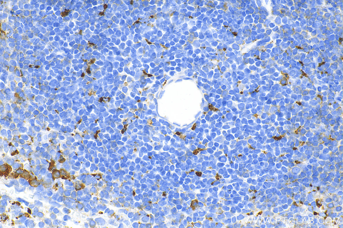 Immunohistochemistry (IHC) staining of mouse spleen tissue using CD68 Polyclonal antibody (28058-1-AP)