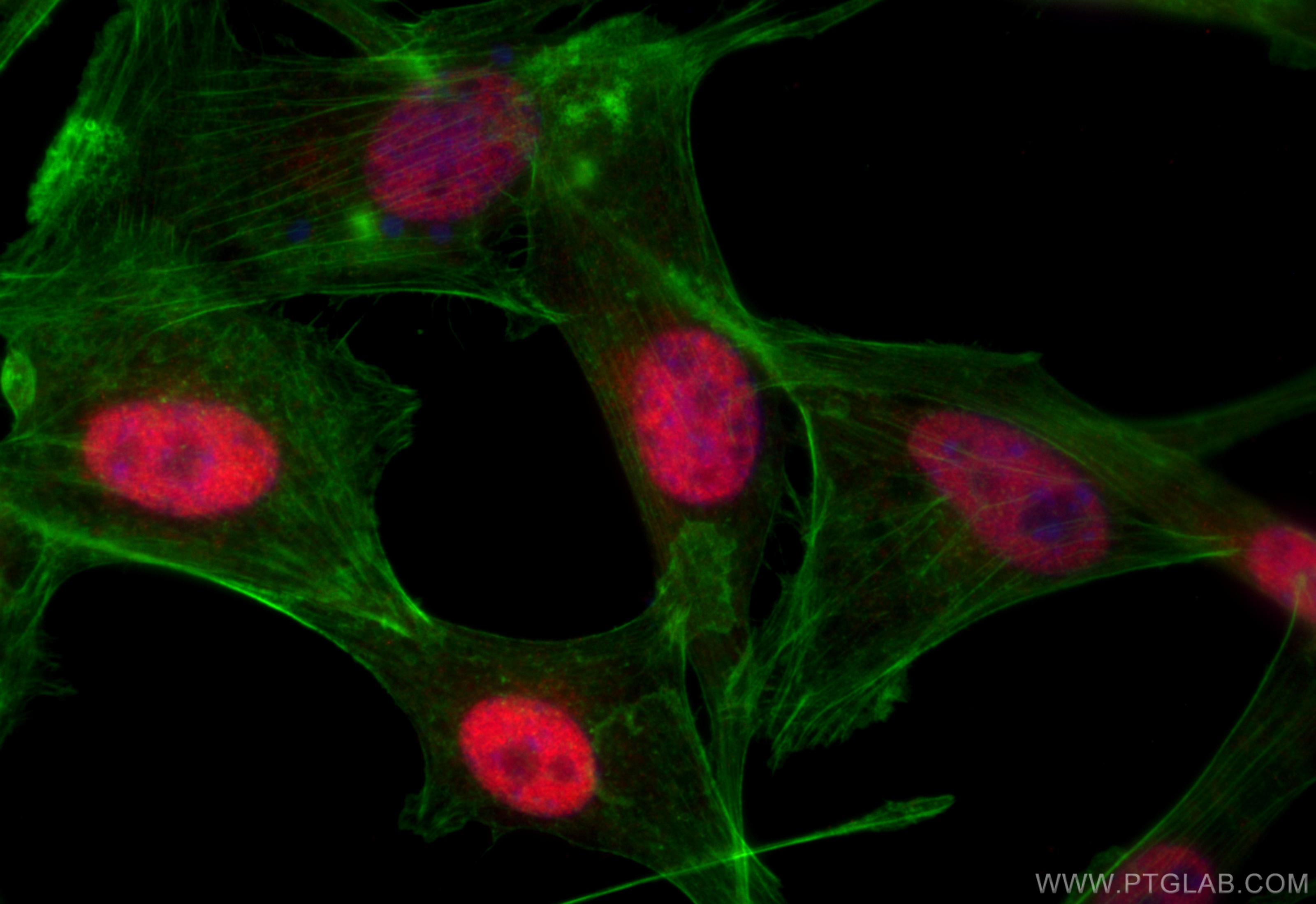 Immunofluorescence (IF) / fluorescent staining of NIH/3T3 cells using p21 Polyclonal antibody (28248-1-AP)