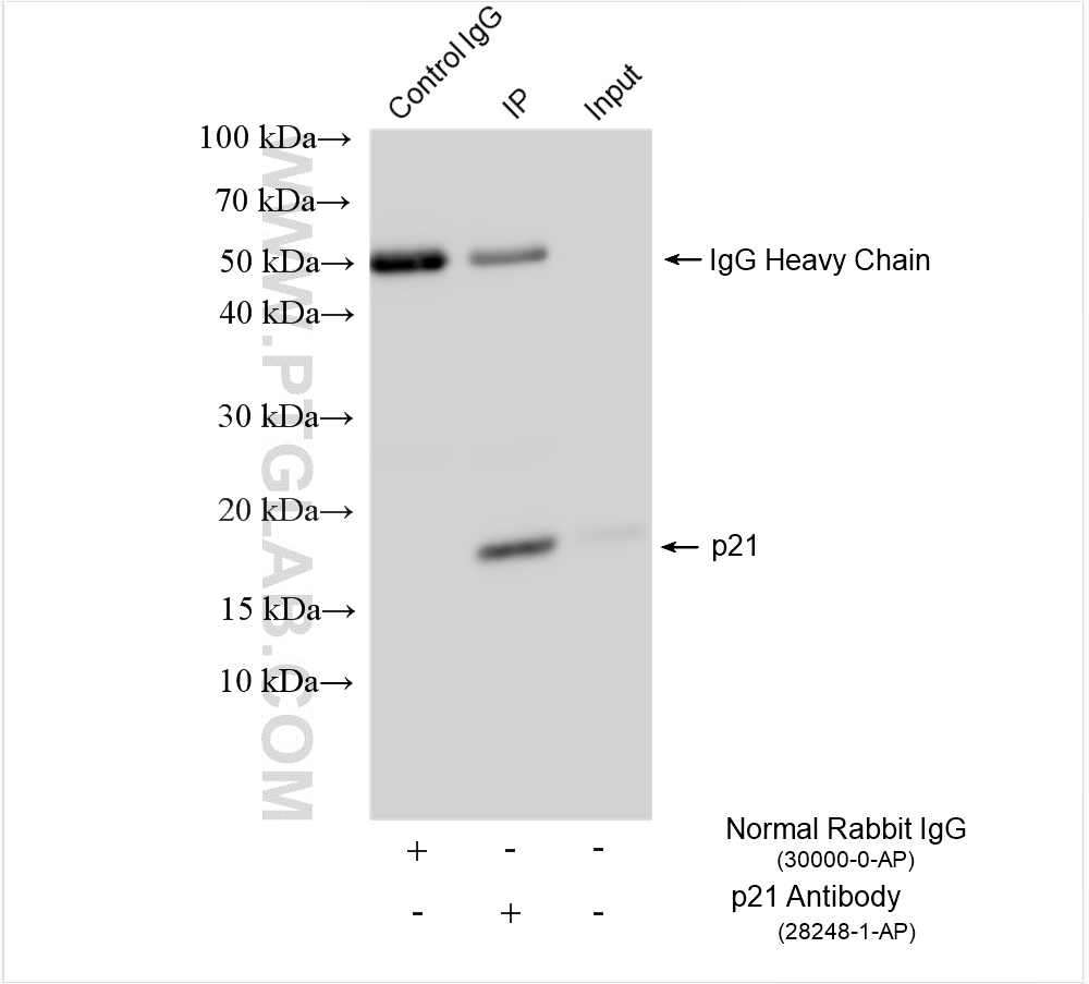 Immunoprecipitation (IP) experiment of NIH/3T3 cells using p21 Polyclonal antibody (28248-1-AP)