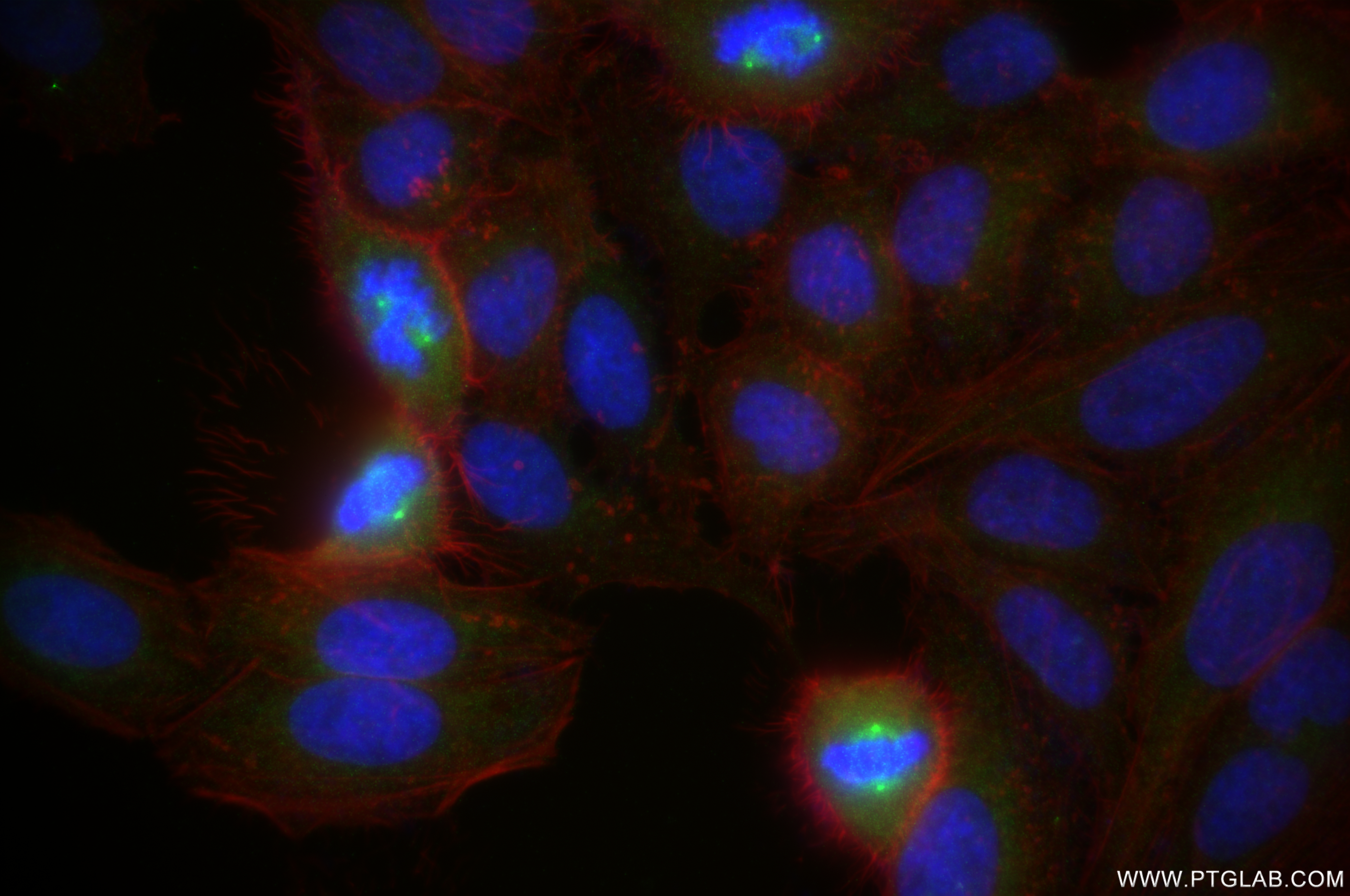 Immunofluorescence (IF) / fluorescent staining of HepG2 cells using Ch-TOG Recombinant antibody (84285-3-RR)