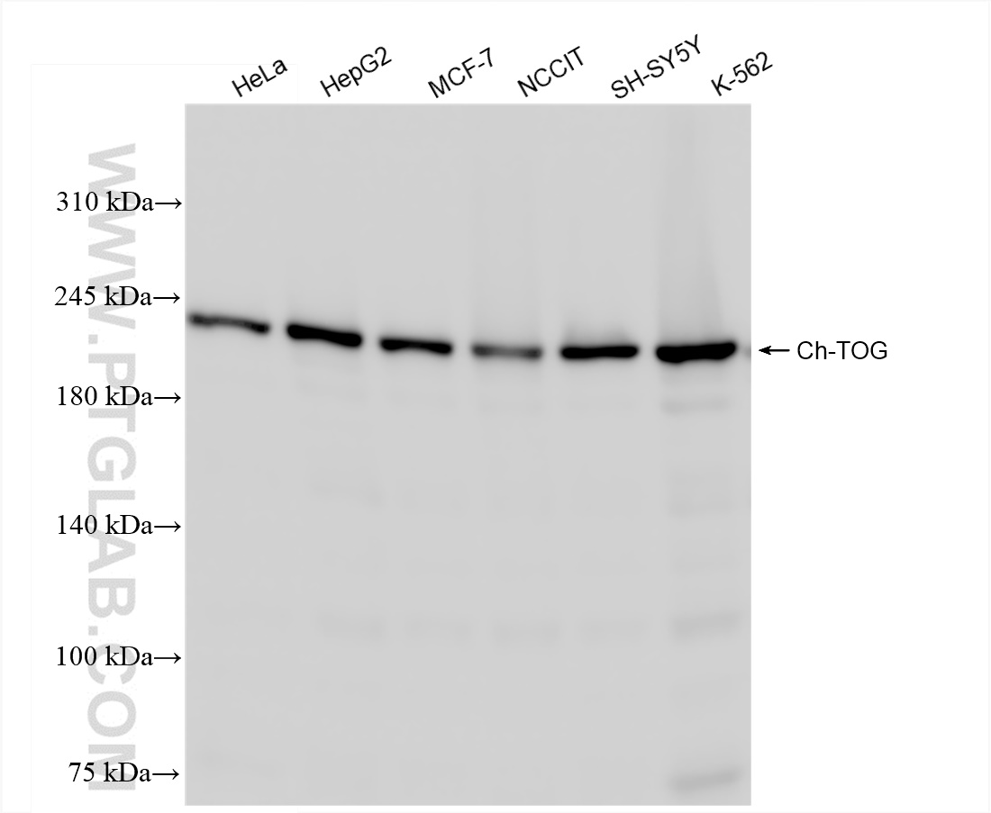 Western Blot (WB) analysis of various lysates using Ch-TOG Recombinant antibody (84285-3-RR)