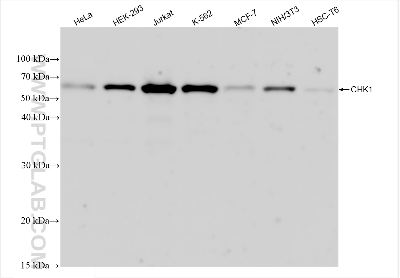 Western Blot (WB) analysis of various lysates using Chk1 Recombinant antibody (80056-2-RR)