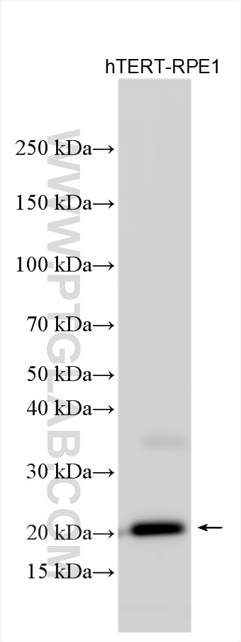 Western Blot (WB) analysis of various lysates using Claudin 5 Polyclonal antibody (29767-1-AP)