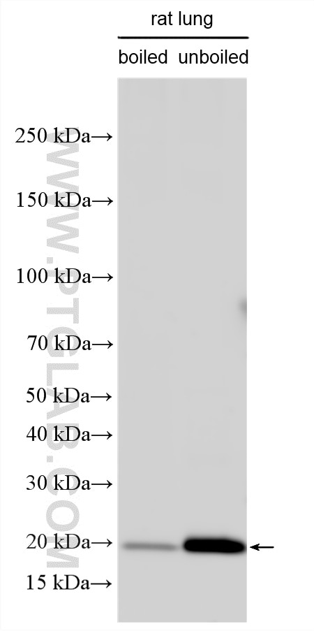 Western Blot (WB) analysis of various lysates using Claudin 5 Polyclonal antibody (29767-1-AP)