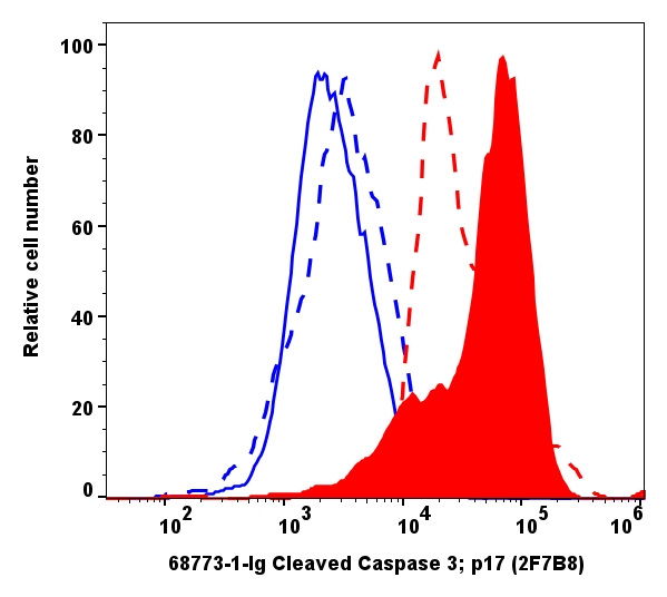 Cleaved Caspase 3/P17