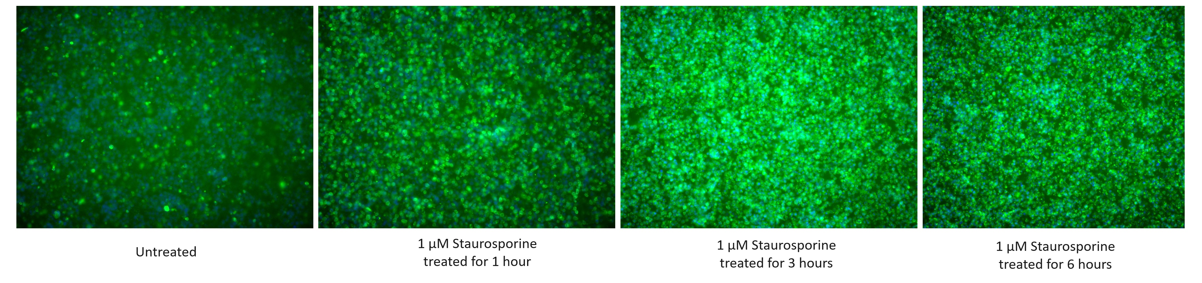Immunofluorescence (IF) / fluorescent staining of Jurkat cells using Cleaved Caspase 3; p17 Monoclonal antibody (68773-1-Ig)