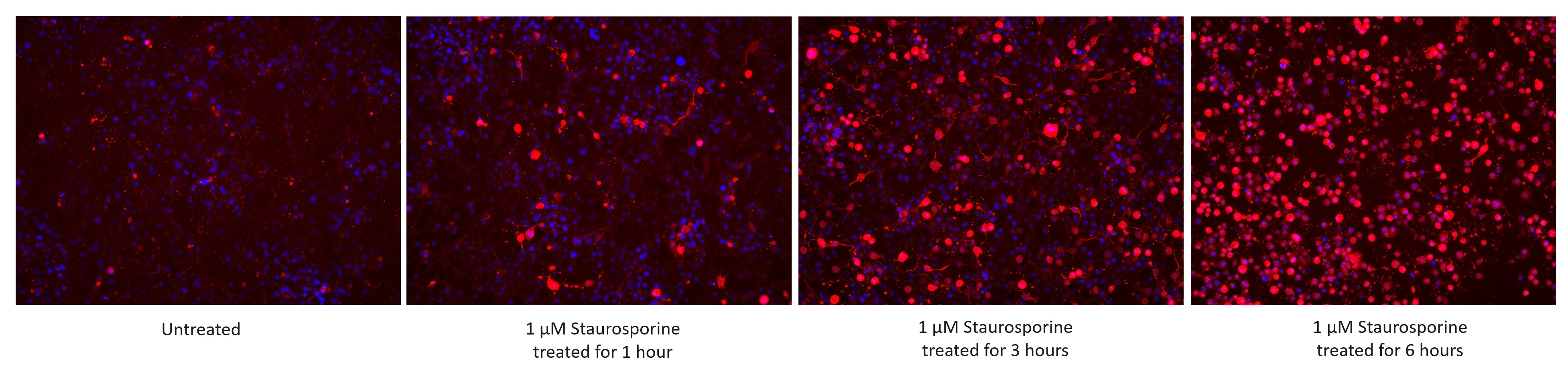 Immunofluorescence (IF) / fluorescent staining of HSC-T6 cells using Cleaved Caspase 3; p17 Monoclonal antibody (68773-1-Ig)