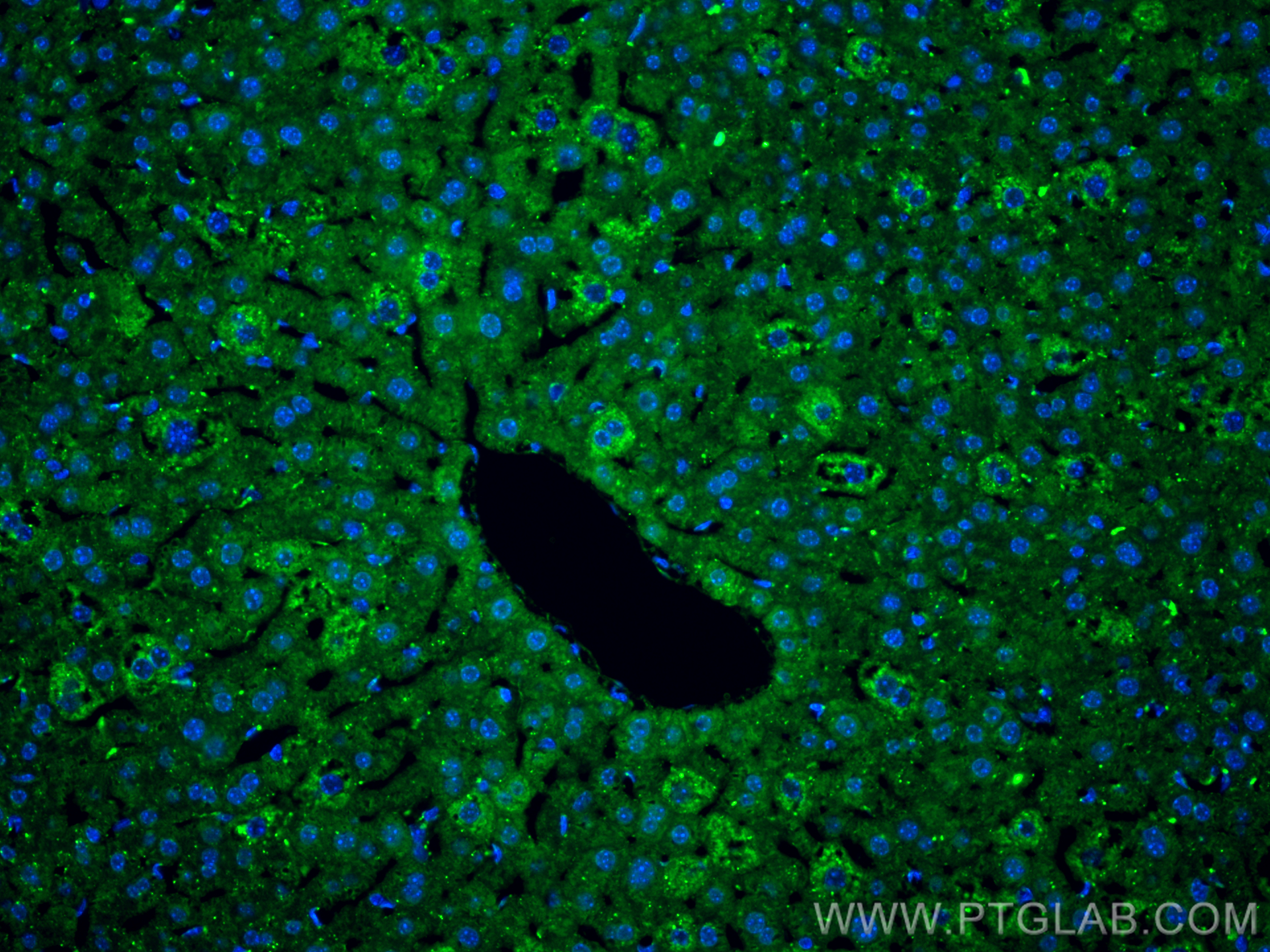 Immunofluorescence (IF) / fluorescent staining of mouse liver tissue using Cleaved Caspase 3/P17 Monoclonal antibody (68773-1-Ig)