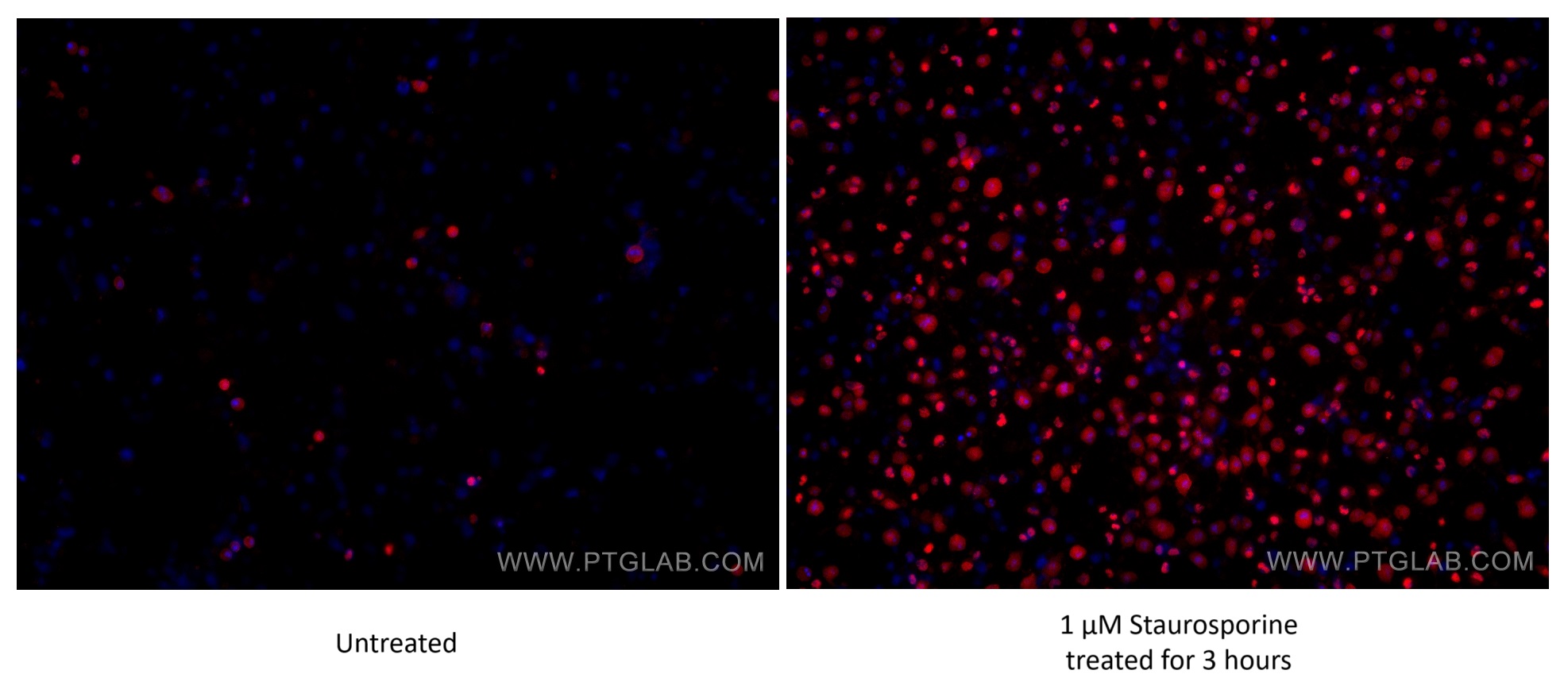 Immunofluorescence (IF) / fluorescent staining of HSC-T6 cells using Cleaved PARP1 Monoclonal antibody (60555-1-Ig)