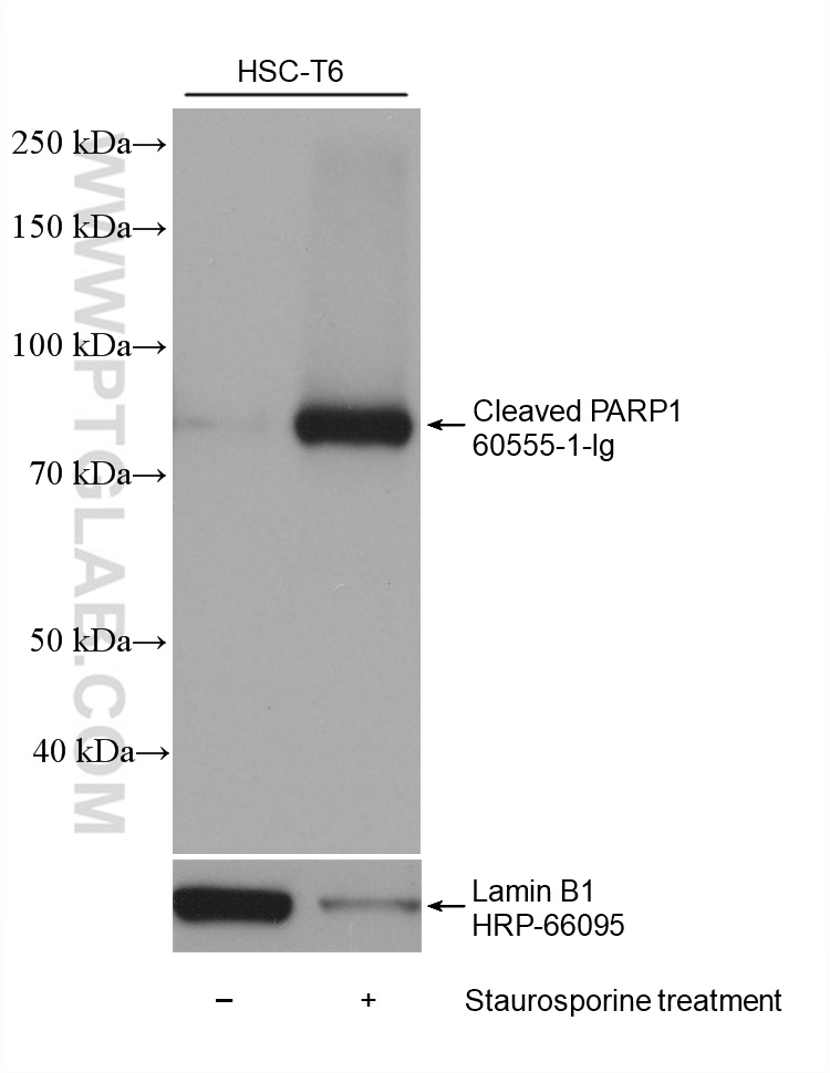 Western Blot (WB) analysis of various lysates using Cleaved PARP1 Monoclonal antibody (60555-1-Ig)