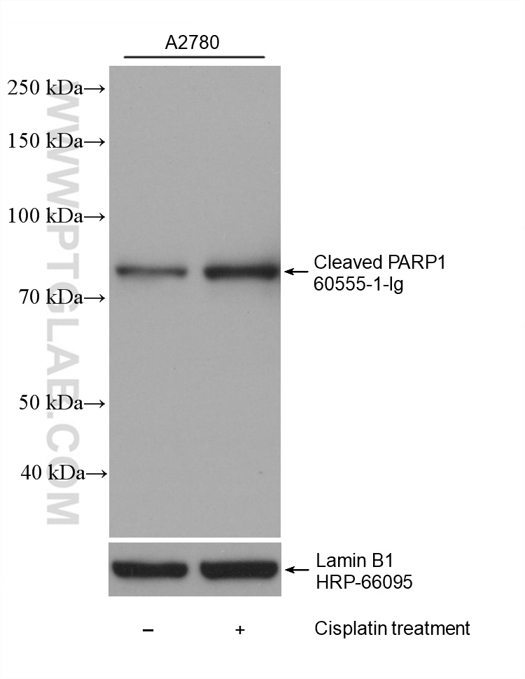 Western Blot (WB) analysis of various lysates using Cleaved PARP1 Monoclonal antibody (60555-1-Ig)