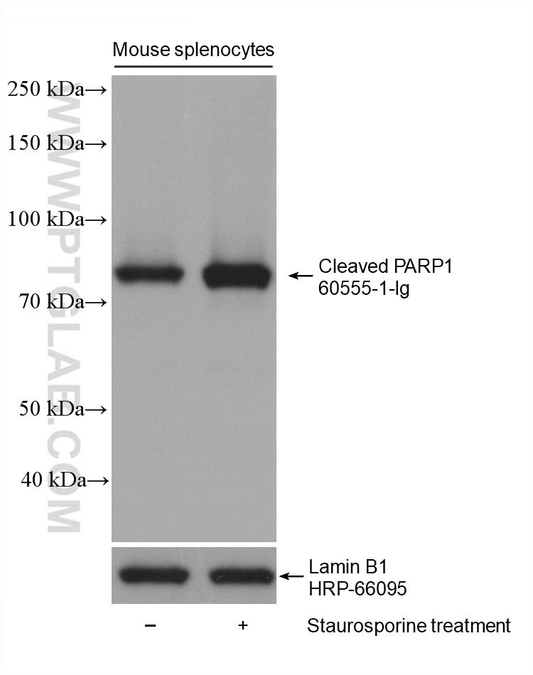 Western Blot (WB) analysis of various lysates using Cleaved PARP1 Monoclonal antibody (60555-1-Ig)