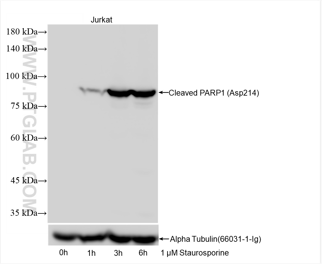 Western Blot (WB) analysis of various lysates using Cleaved PARP1 (Asp214) Recombinant antibody (85175-5-RR)
