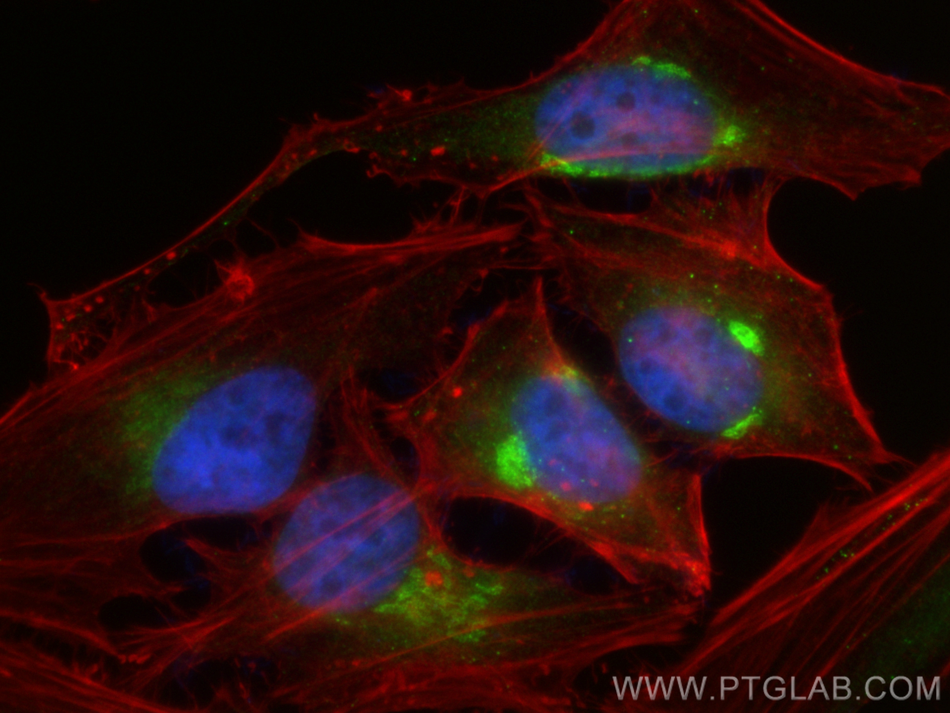 Immunofluorescence (IF) / fluorescent staining of HeLa cells using Clusterin Polyclonal antibody (30339-1-AP)