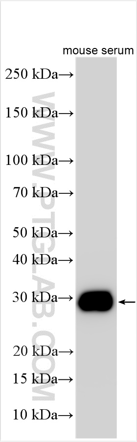 Western Blot (WB) analysis of various lysates using Clusterin Polyclonal antibody (30339-1-AP)