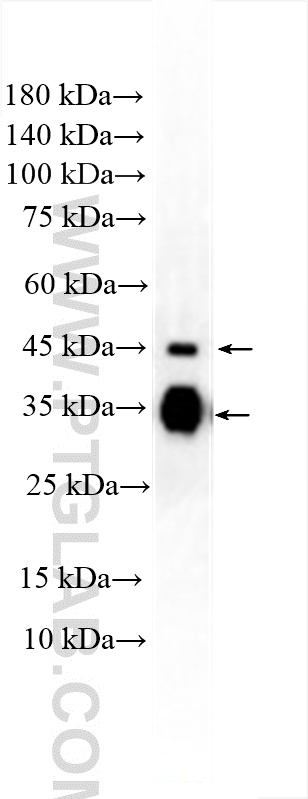 Western Blot (WB) analysis of mouse serum using Clusterin Polyclonal antibody (30339-1-AP)