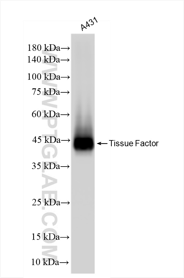 Western Blot (WB) analysis of A431 cells using Tissue Factor Recombinant antibody (83776-4-RR)