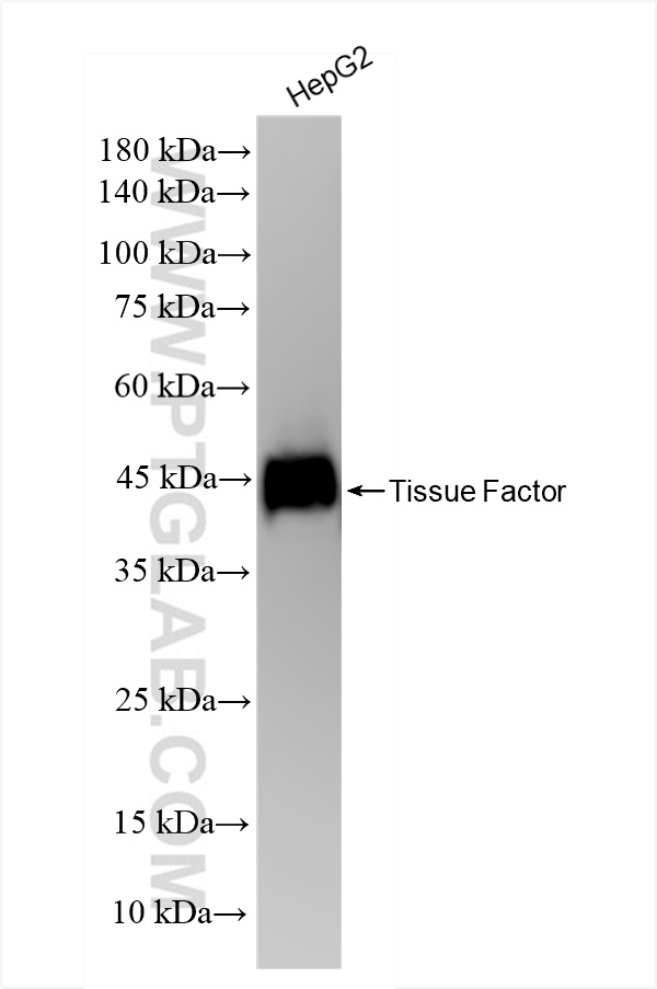 Western Blot (WB) analysis of HepG2 cells using Tissue Factor Recombinant antibody (83776-4-RR)