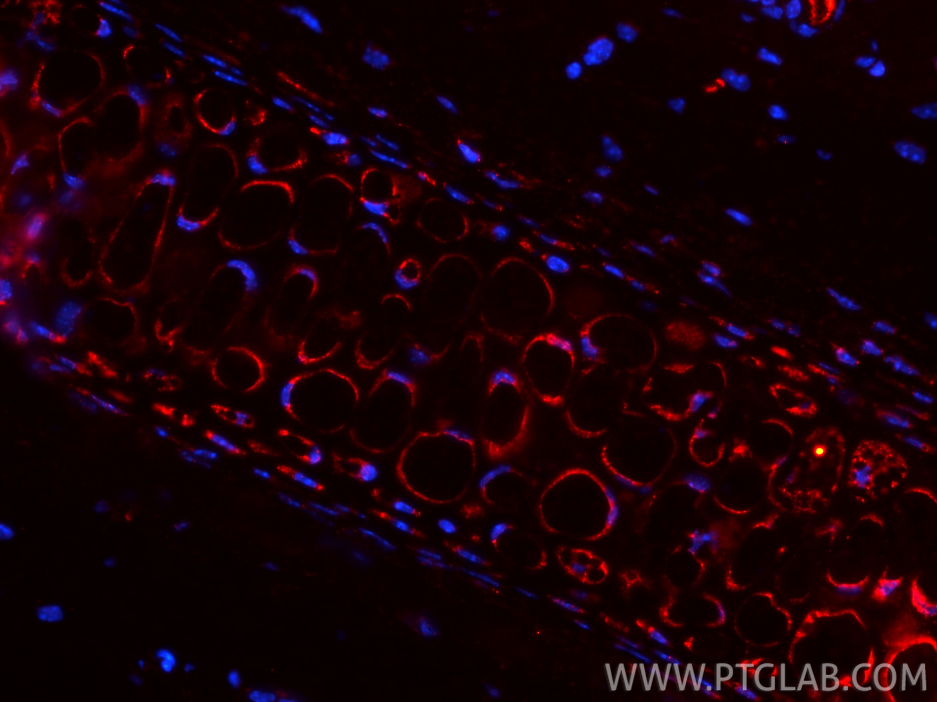 Immunofluorescence (IF) / fluorescent staining of mouse skin tissue using Collagen Type II Polyclonal antibody (28459-1-AP)