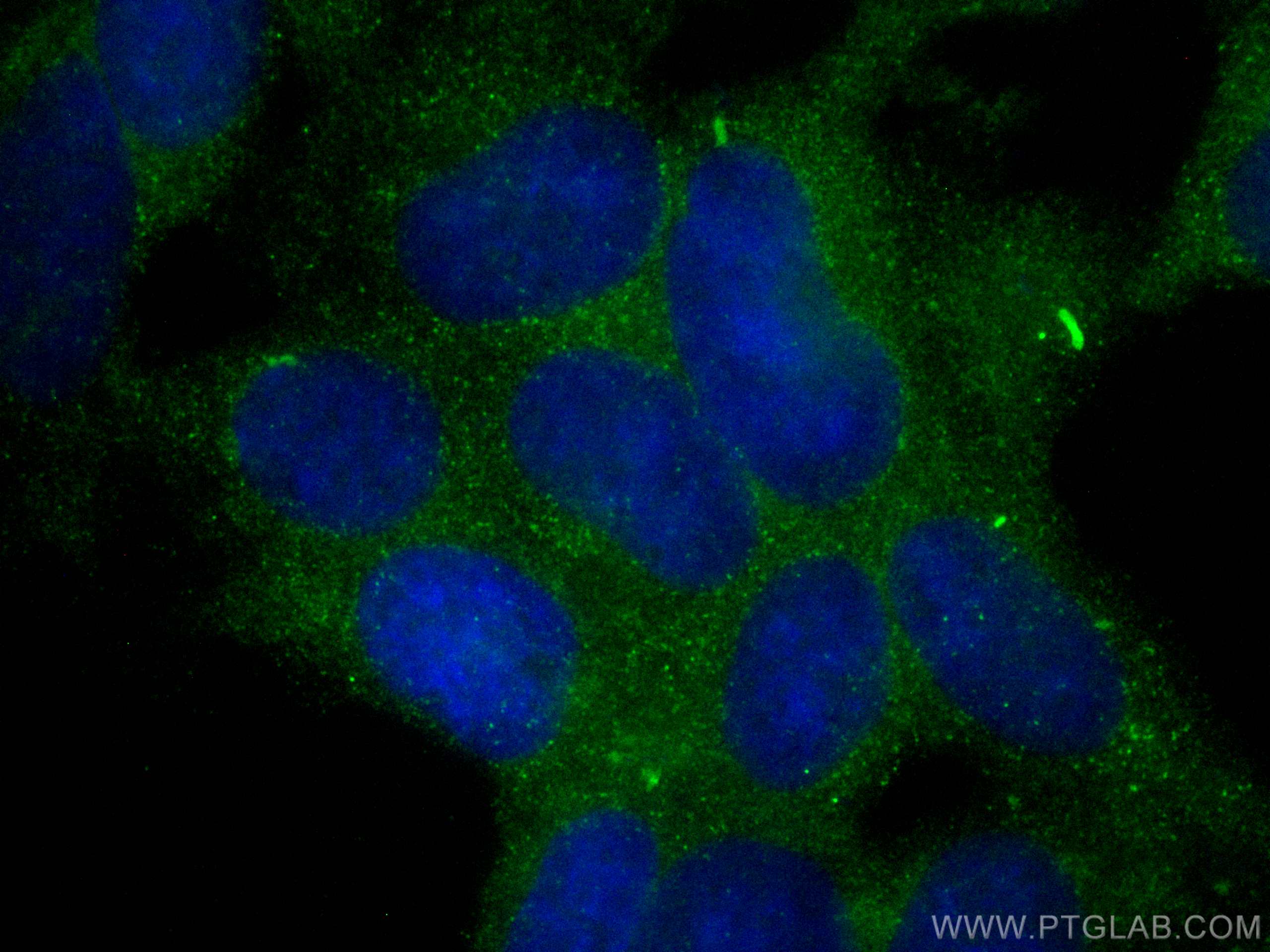 Immunofluorescence (IF) / fluorescent staining of HEK-293 cells using CoraLite® Plus 488-conjugated Collagen Type II Pol (CL488-28459)