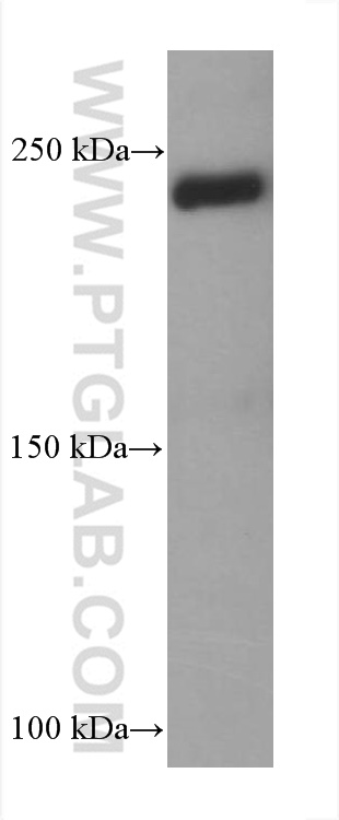 Western Blot (WB) analysis of HT-1080 cells using Collagen Type V Monoclonal antibody (67604-1-Ig)