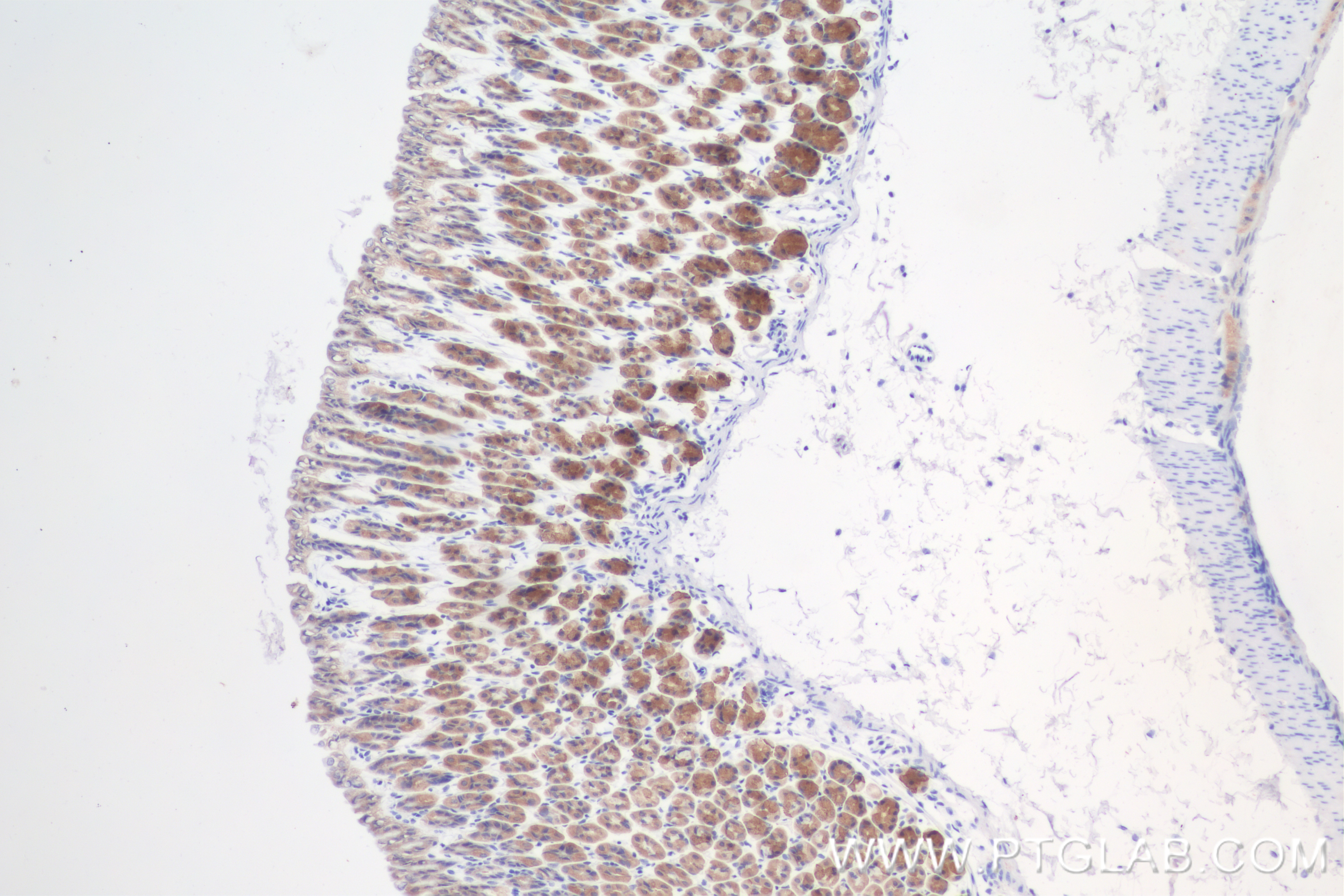 Immunohistochemistry (IHC) staining of mouse stomach tissue using Complement factor D Recombinant antibody (84851-4-RR)