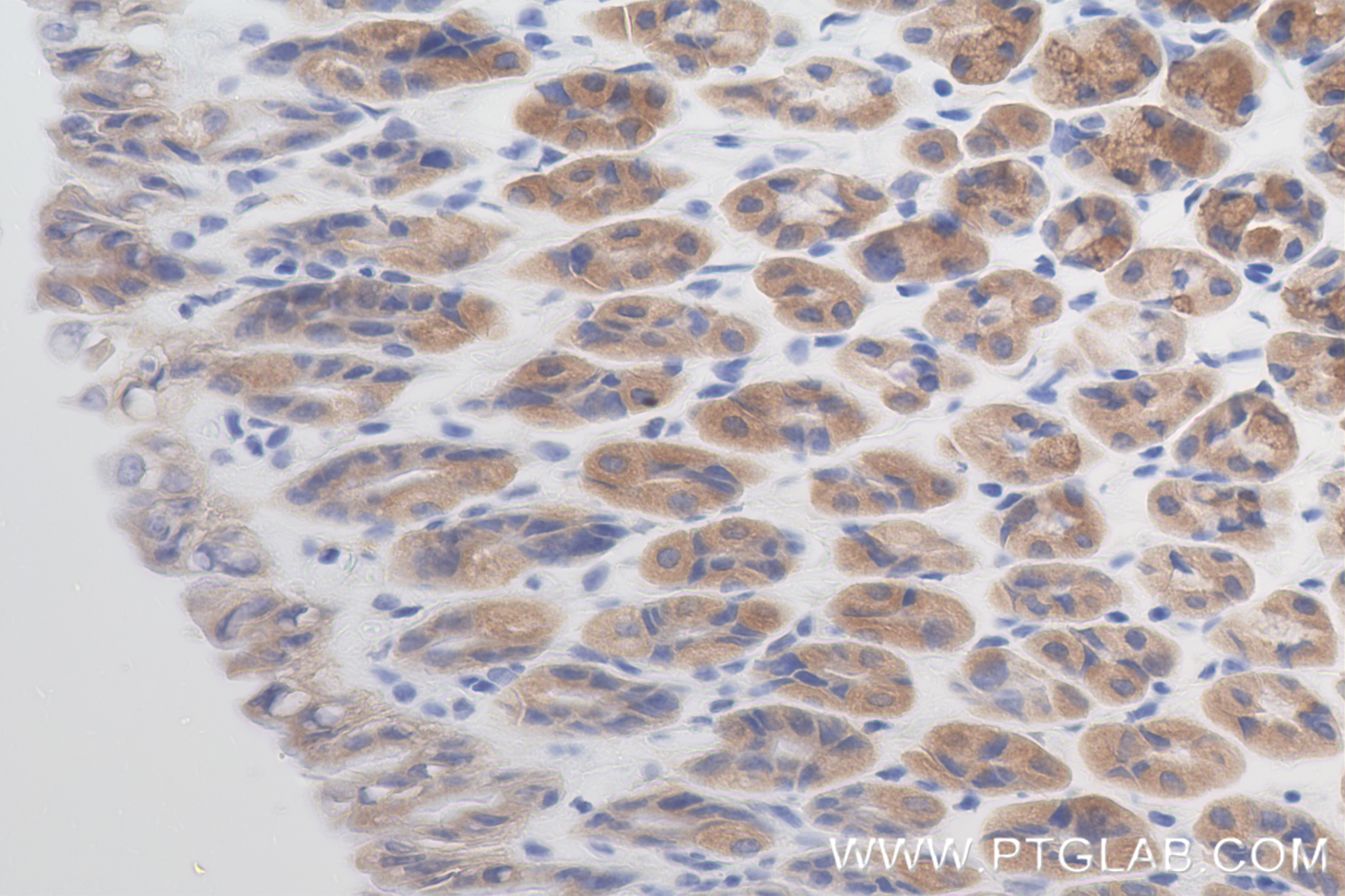 Immunohistochemistry (IHC) staining of mouse stomach tissue using Complement factor D Recombinant antibody (84851-4-RR)