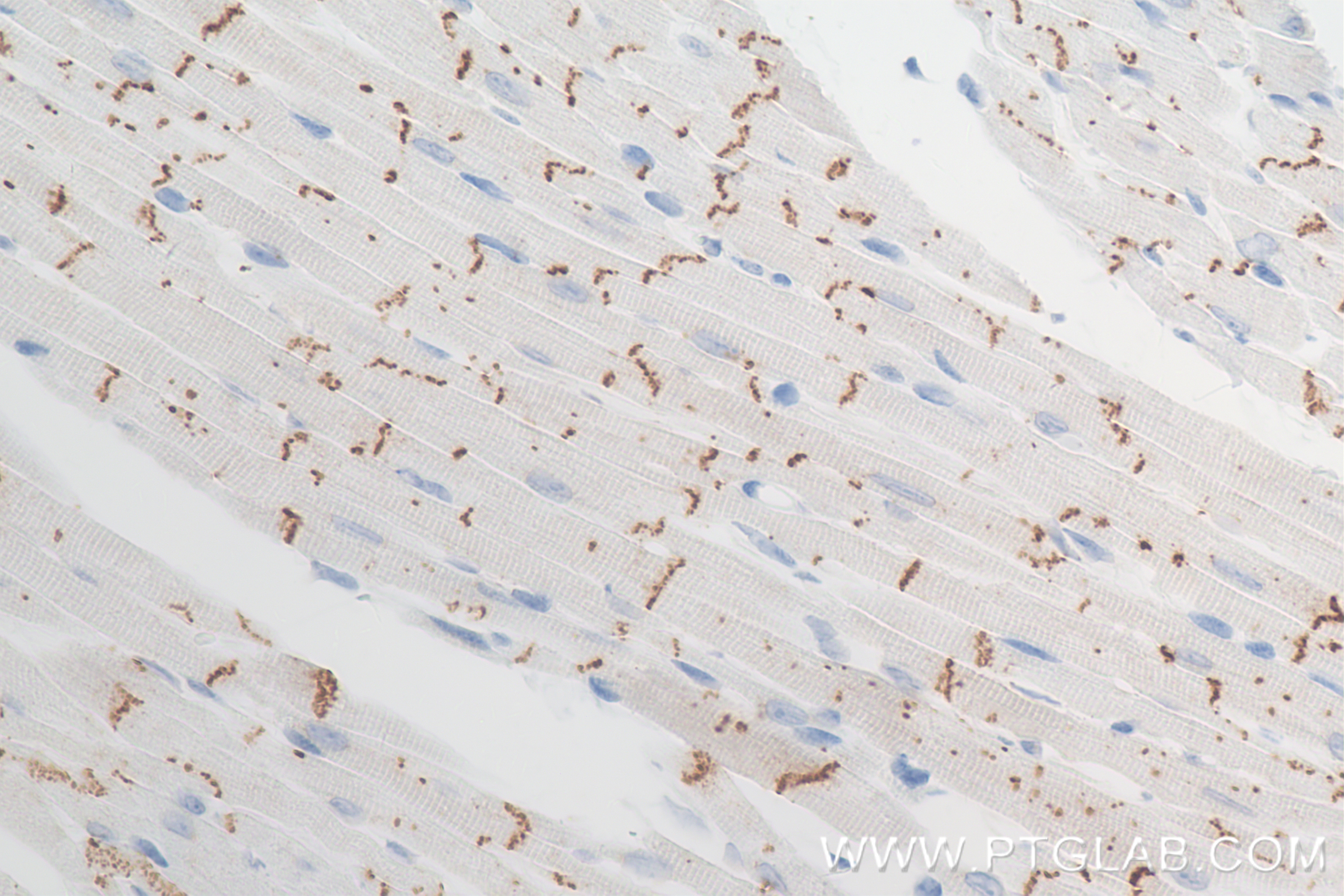 Immunohistochemistry (IHC) staining of mouse heart tissue using Connexin 43 Recombinant antibody (80543-1-RR)