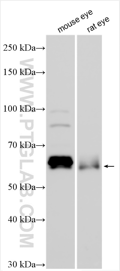 Connexin-50