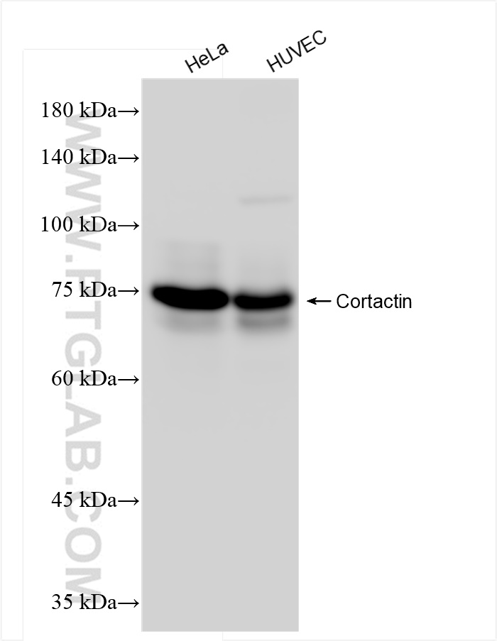 Cortactin