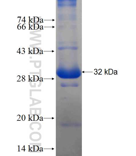 Crp fusion protein Ag24882 SDS-PAGE