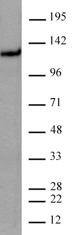 CtIP antibody mpAb) tested by Western blot 20 ug of HEK293 whole cell extract was run on SDS-PAGE and probed with antibody at 1 ug/ml.