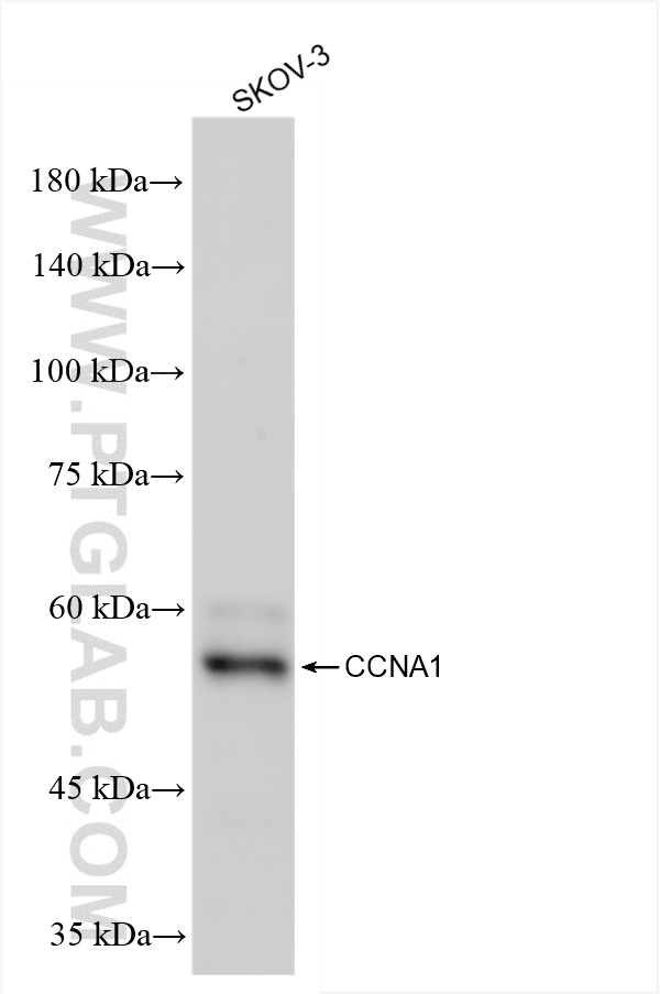 Western Blot (WB) analysis of SKOV-3 cells using Cyclin A1 Recombinant antibody (86151-1-RR)
