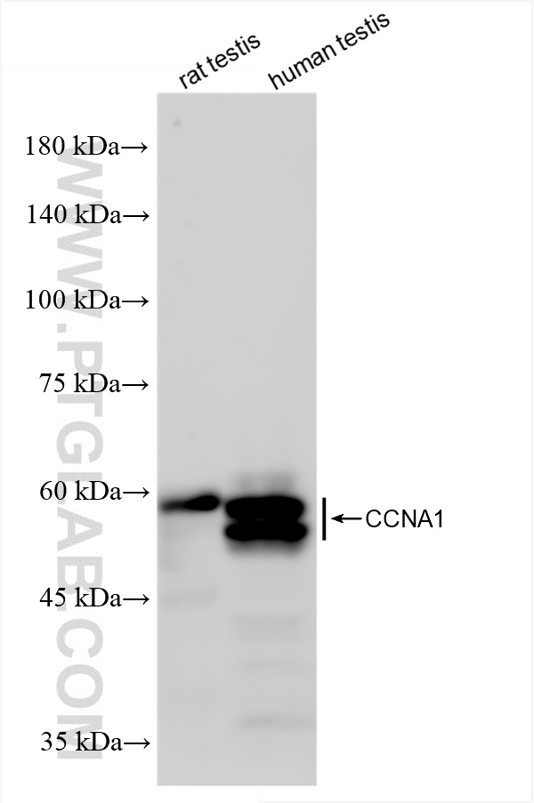 Western Blot (WB) analysis of various lysates using Cyclin A1 Recombinant antibody (86151-1-RR)
