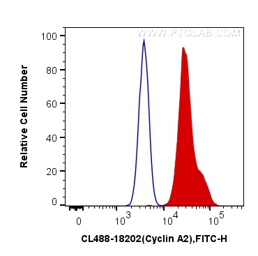 Flow cytometry (FC) experiment of HeLa cells using CoraLite® Plus 488-conjugated Cyclin A2 Polyclonal (CL488-18202)