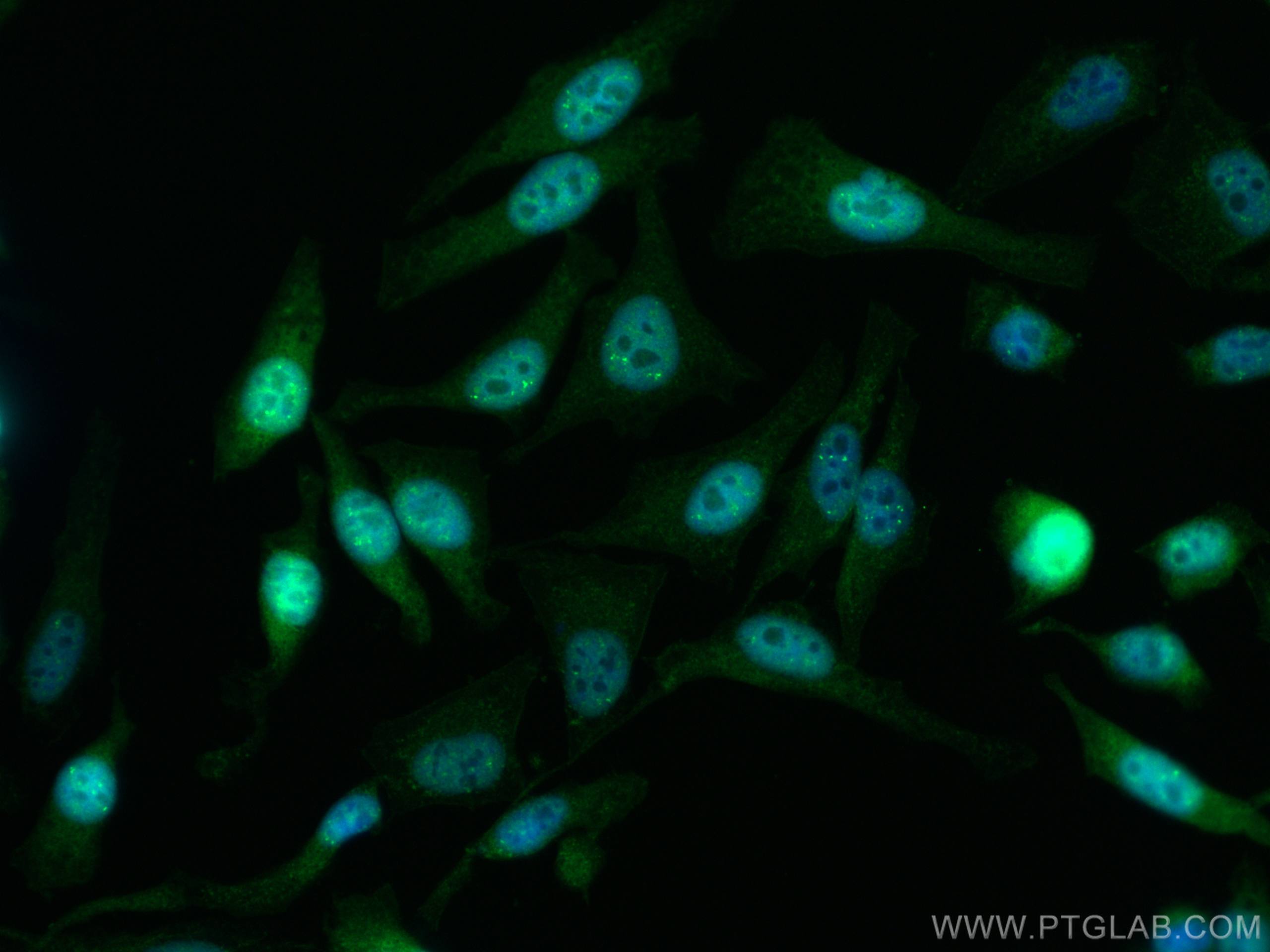Immunofluorescence (IF) / fluorescent staining of HeLa cells using CoraLite® Plus 488-conjugated Cyclin A2 Polyclonal (CL488-18202)