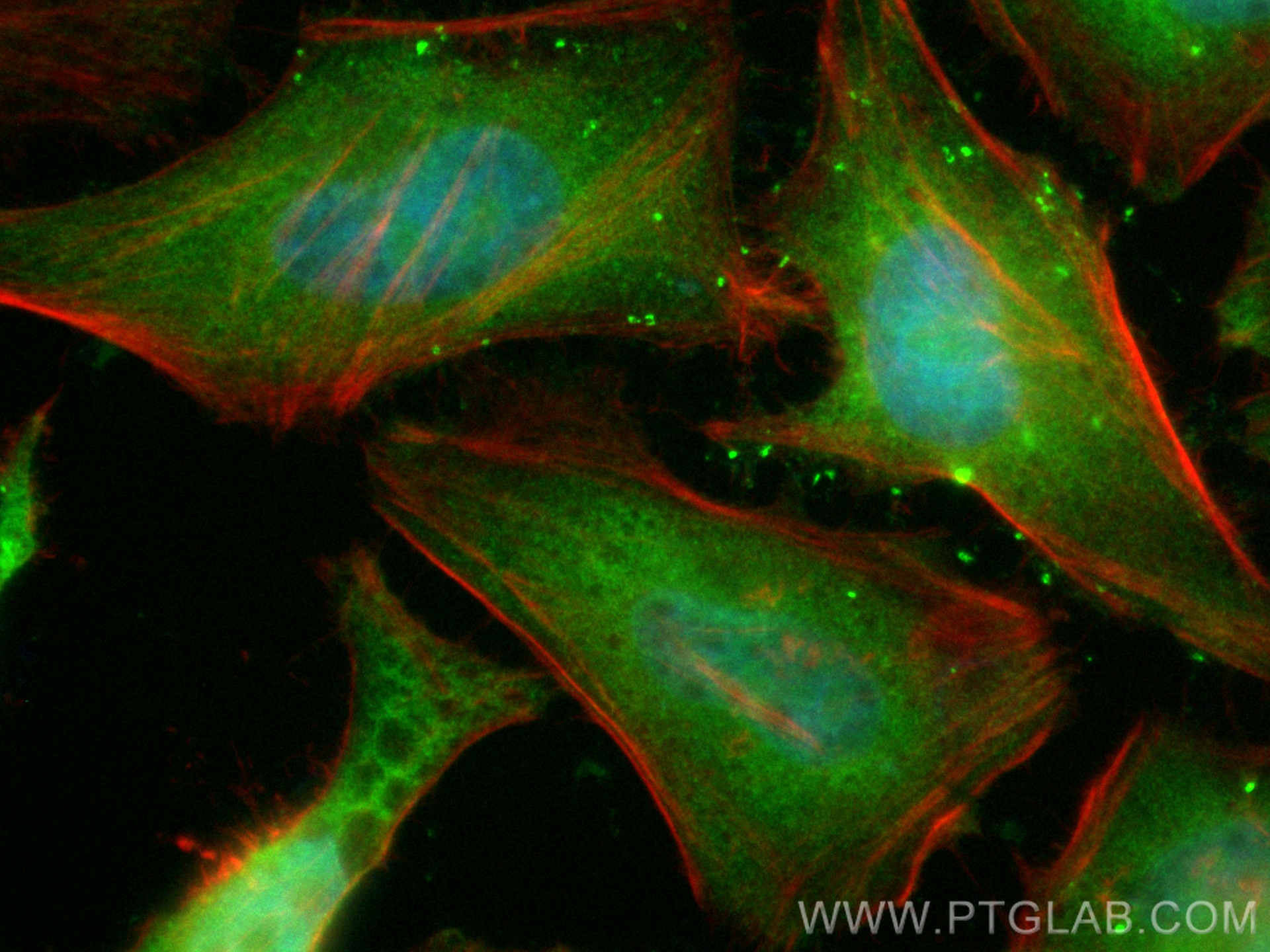 Immunofluorescence (IF) / fluorescent staining of HeLa cells using CoraLite® Plus 488-conjugated Cyclin B1 Polyclonal (CL488-55004)