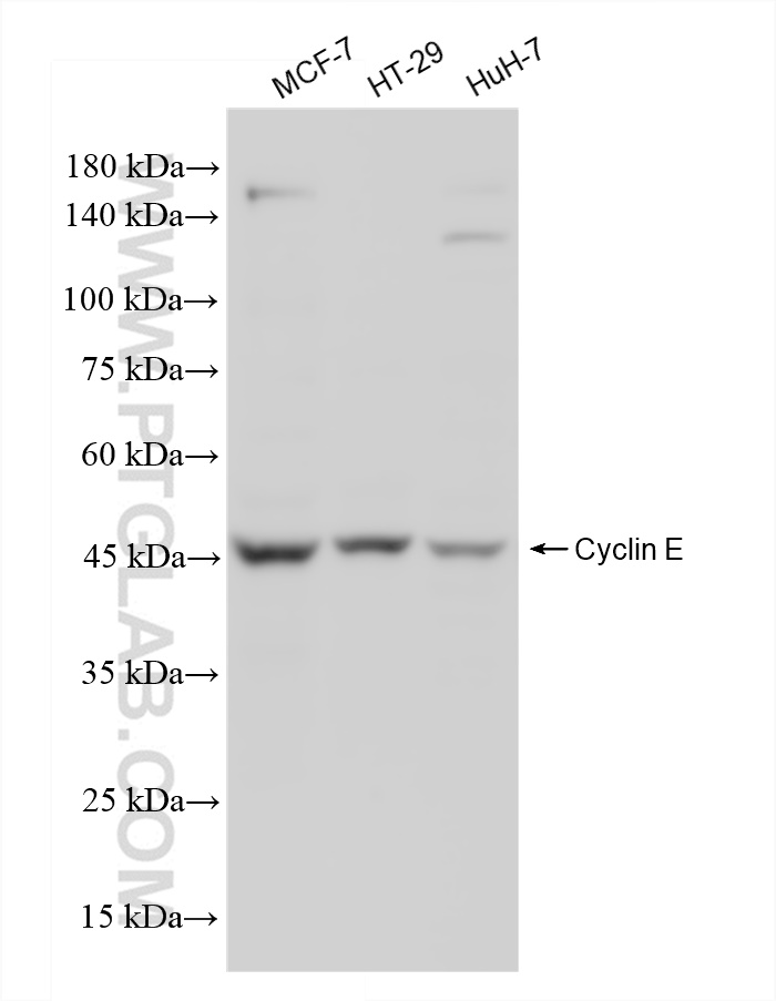 Western Blot (WB) analysis of various lysates using Cyclin E Recombinant antibody (82700-10-RR)