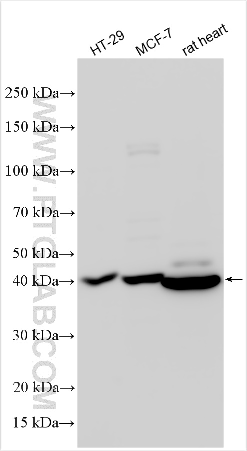 Western Blot (WB) analysis of various lysates using Cyclin E Recombinant antibody (82700-10-RR)