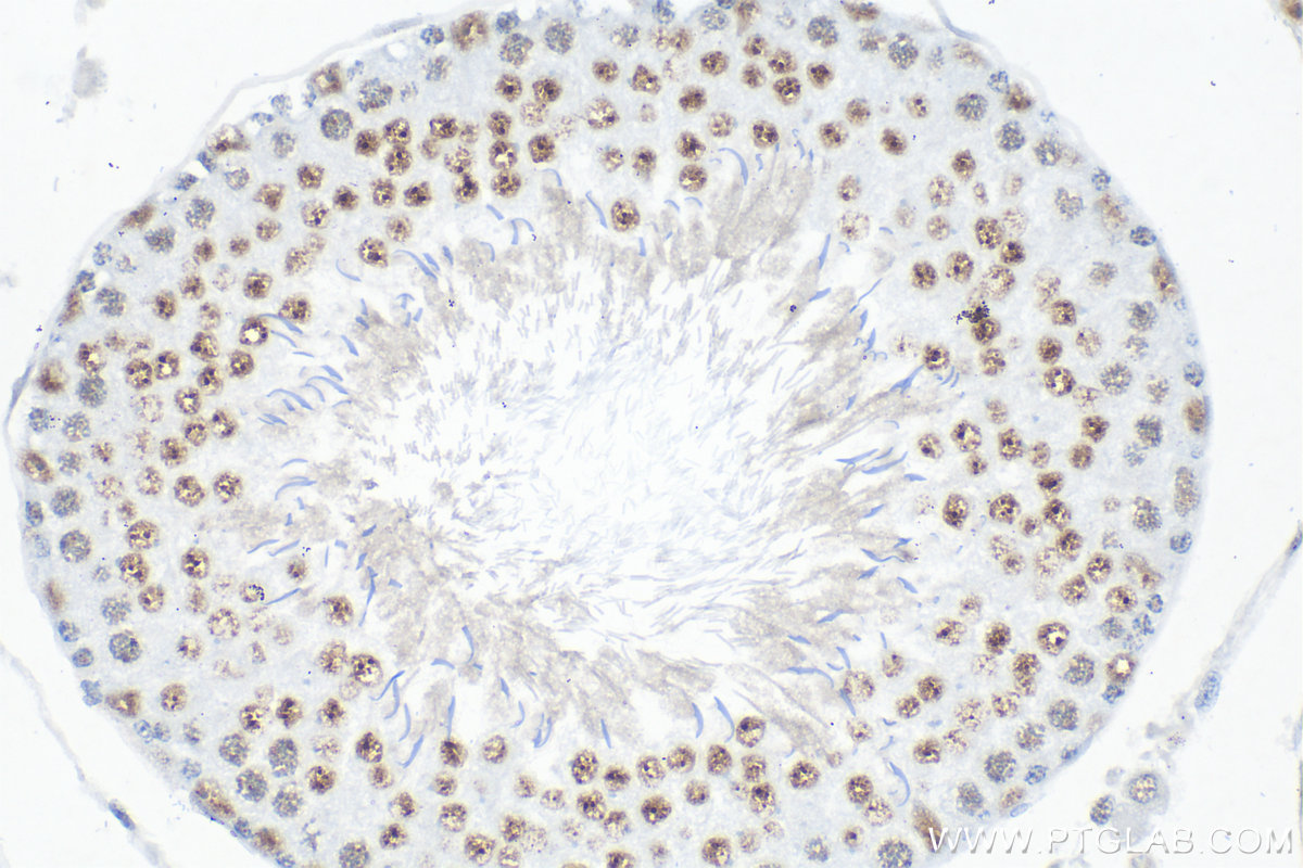 Immunohistochemistry (IHC) staining of rat testis tissue using Cyclin E1 Recombinant antibody (82700-9-RR)