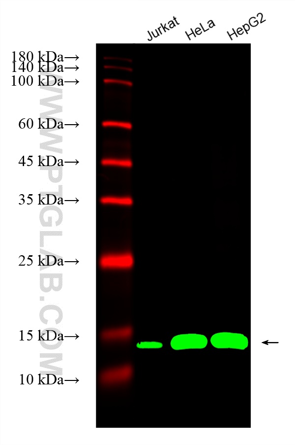 Western Blot (WB) analysis of various lysates using CoraLite® Plus 488-conjugated Cyclophilin B Monocl (CL488-66047)